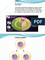 Ciclo Celular y Cancer