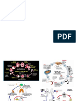 Ciclo de Vida de Parásitología