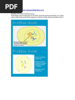 Download Pembelahan Mitosis by A Brandals Ners SN32415172 doc pdf