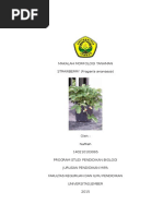 Download Deskripsi Strawberry by Nafilah Husainiyah SN324158981 doc pdf