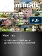 Mammali A: Kingdom: Animalia Phylum: Chordata Clade: Amniota Synapsida Mammaliaformes Class: Mammalia