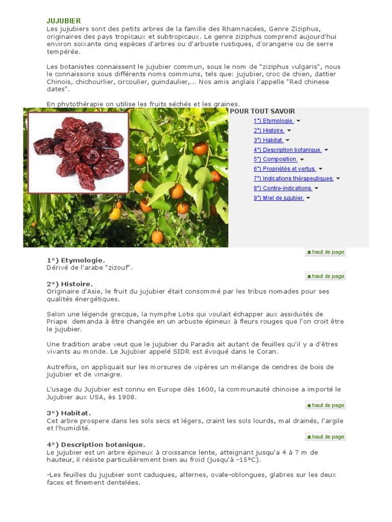 Juju Bier Plantes Nature