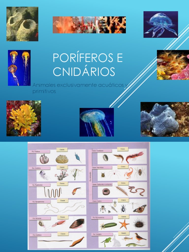 Poriferos e Cnidarios | PDF | Esponja | Taxonomía Animal