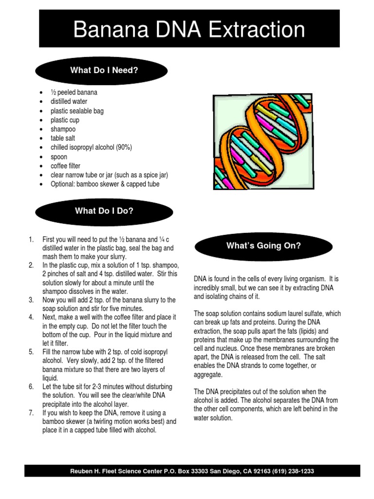 Banana DNA Extraction PDF