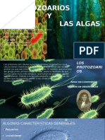 Los protozoarios y las algas 