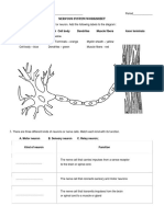 Nervous System Worksheet PDF