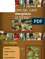 La Roya Del Café