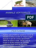 Animale Vertebrate