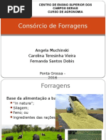 Consórcio de Forragens