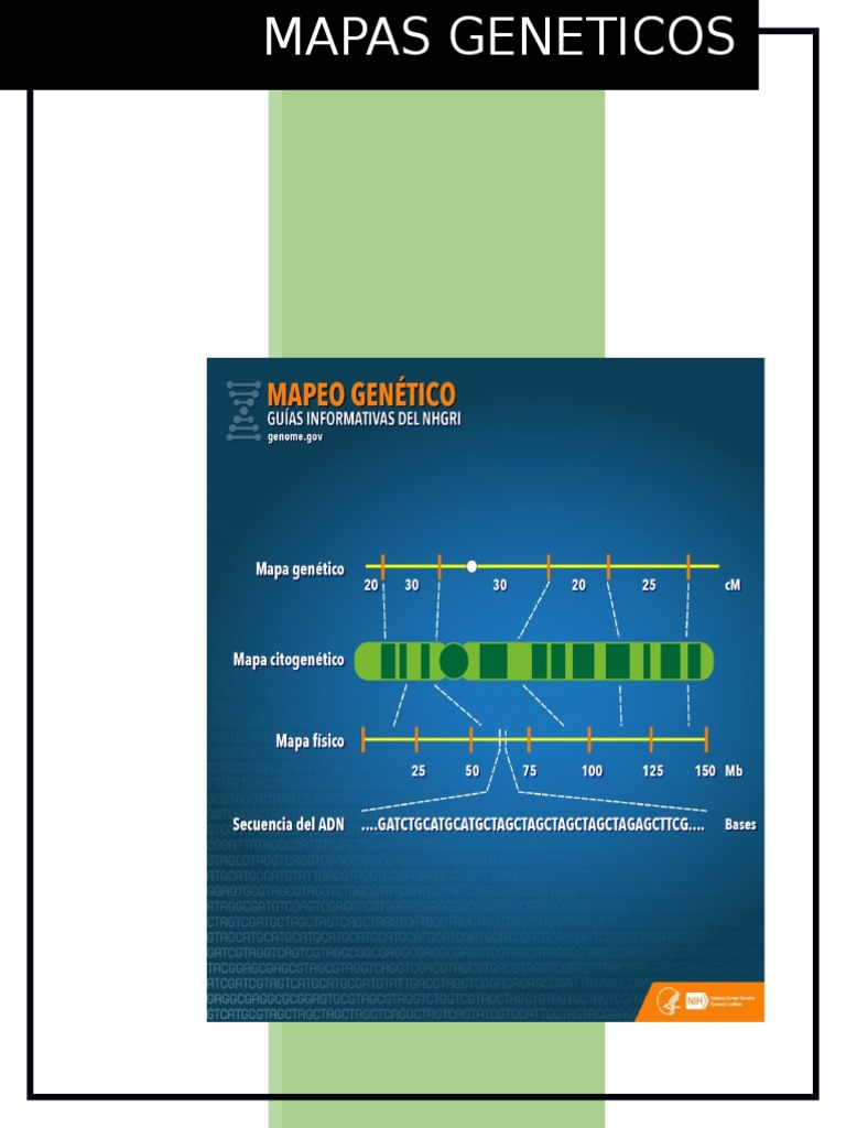 Biologia Mapas PDF Genética Gene