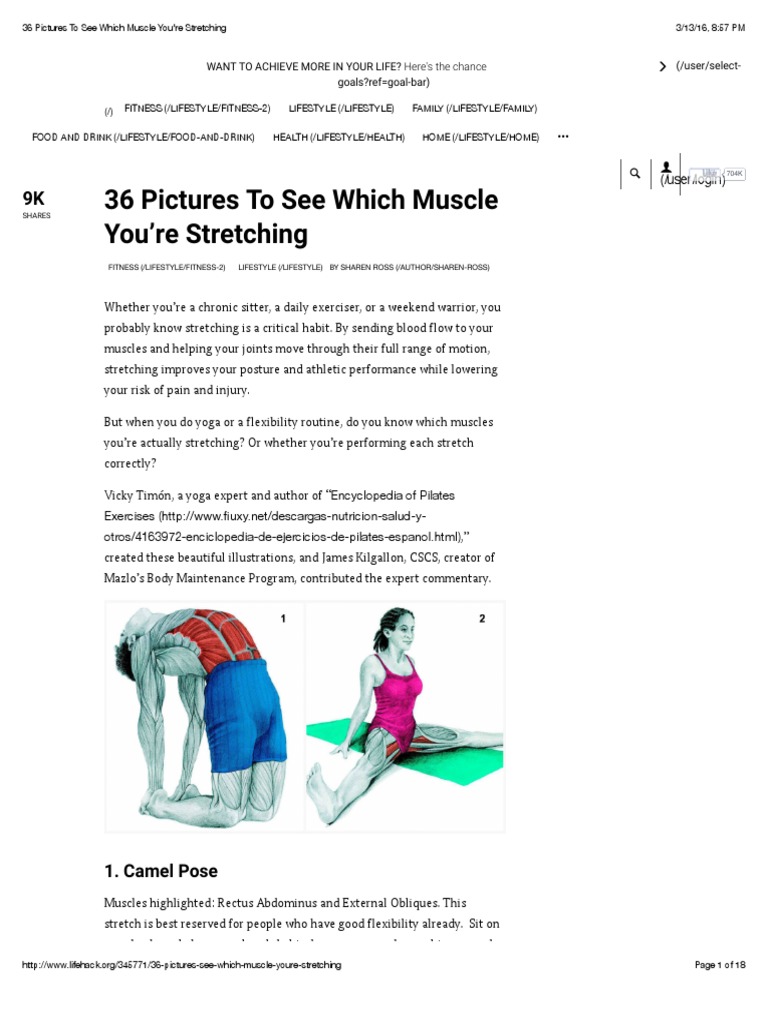 Muscle Stretching Illustrated Guide | PDF | Anatomical Terms Of Motion ...