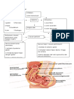 Anatomi Gastrointestinal