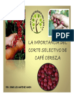 Corte Selectivo de Cafe Cereza