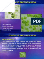 Presentacion de Biologia, Protoplastos