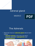 Adrenal Gland