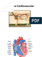 Sistema cardiovascular.pdf
