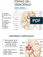 Arterias del prosencéfalo: Corticales y centrales