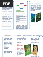 Triptico Cadena Alimenticia