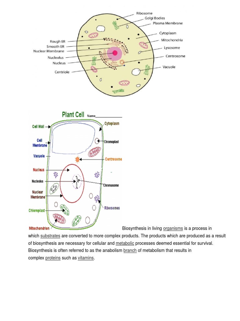Biosynthesis: Essential Metabolic Process | PDF