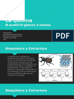 La Quitina Bioquimica