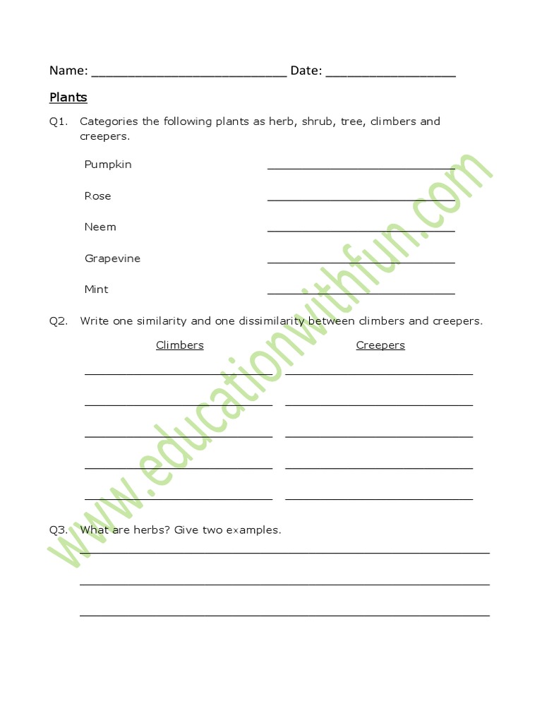 Classifying Plants: A Worksheet on Herbs Shrubs Trees Climbers and