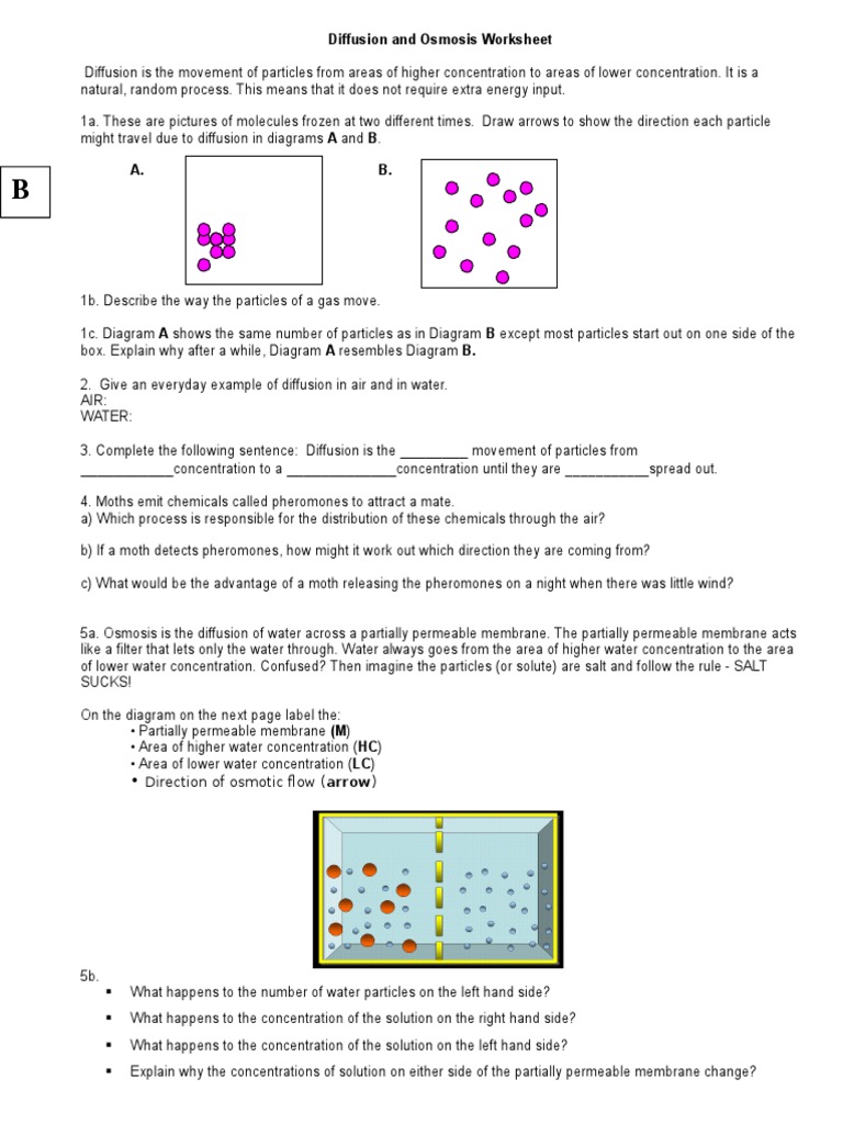worksheet Diffusion Worksheet diffusion and osmosis worksheet 1 chemistry