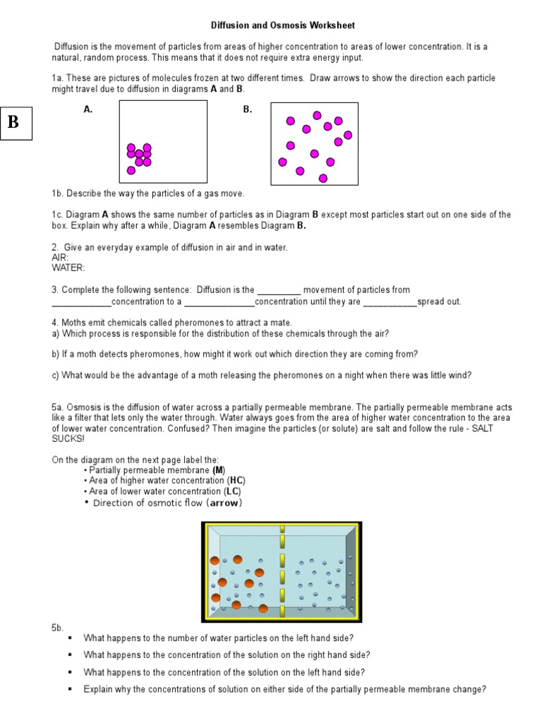 Diffusion and Osmosis Worksheet 1 | Osmosis | Chemistry