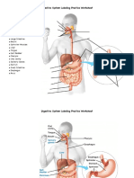 Digestive System Labeling Practice Worksheet PDF