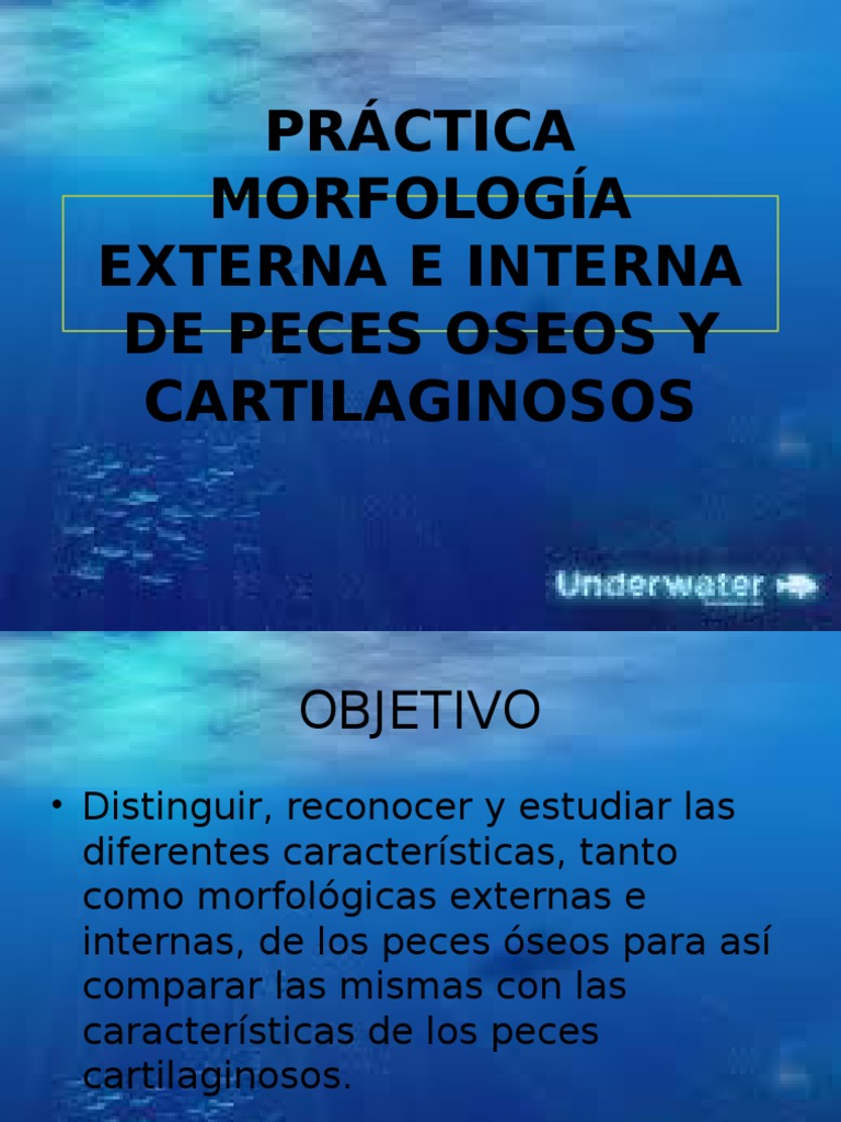 Morfología de Peces Óseos y Cartilaginosos | PDF | Pescado ...