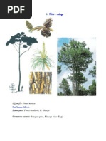 Trees of Pakistan: A Comprehensive Guide | PDF | Grafting | Mango