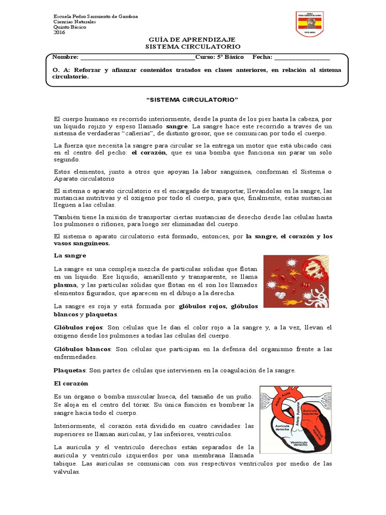 Guia Repaso Sistema Circulatorio | PDF | Sistema circulatorio | Sangre