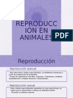 Reproducción en Animales