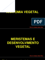 Aula 3 Meristemas Parte 1