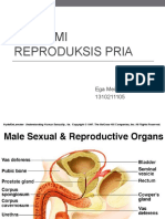 Anatomi Reproduksis Pria