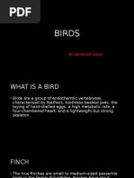 Project Onbirds