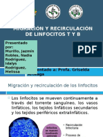 Migración y Recirculaciónde Linfocitos T y B