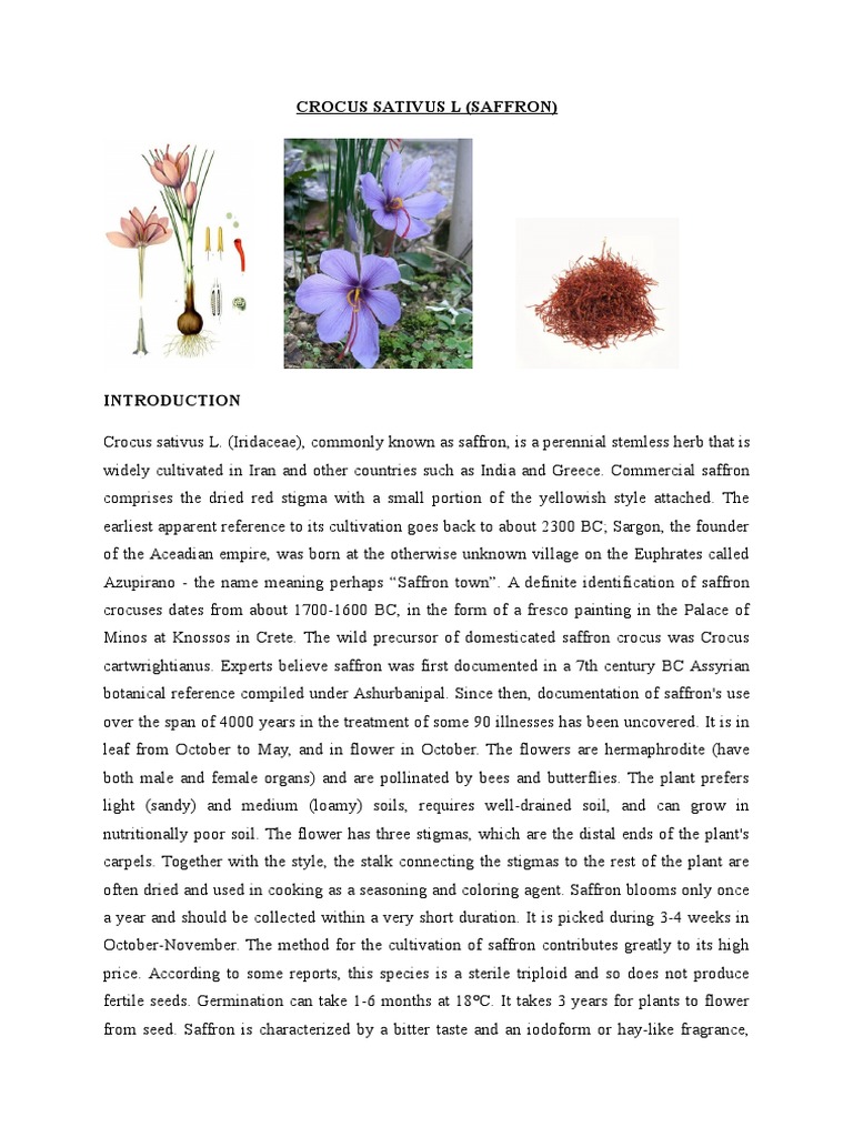 Saffron (Crocus sativus): Uses & Benefits | PDF | Science | Botany