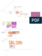 Diferentes Morfologías Del Eritrocito