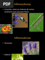 Flores e Inflorescencias 2