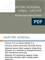 Anatomi Adrenal