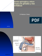 1 - Anatomia Gonadas y Vias Espermaticas