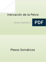 43635547-Inervacion-de-la-Pelvis.pptx