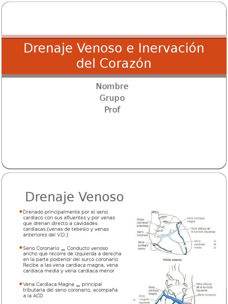 Drenaje Venoso e Inervación Del Corazón | Corazón | Tórax (anatomía humana)