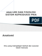 Anatomi Dan Fisiologi Sistem Reproduksi Pria