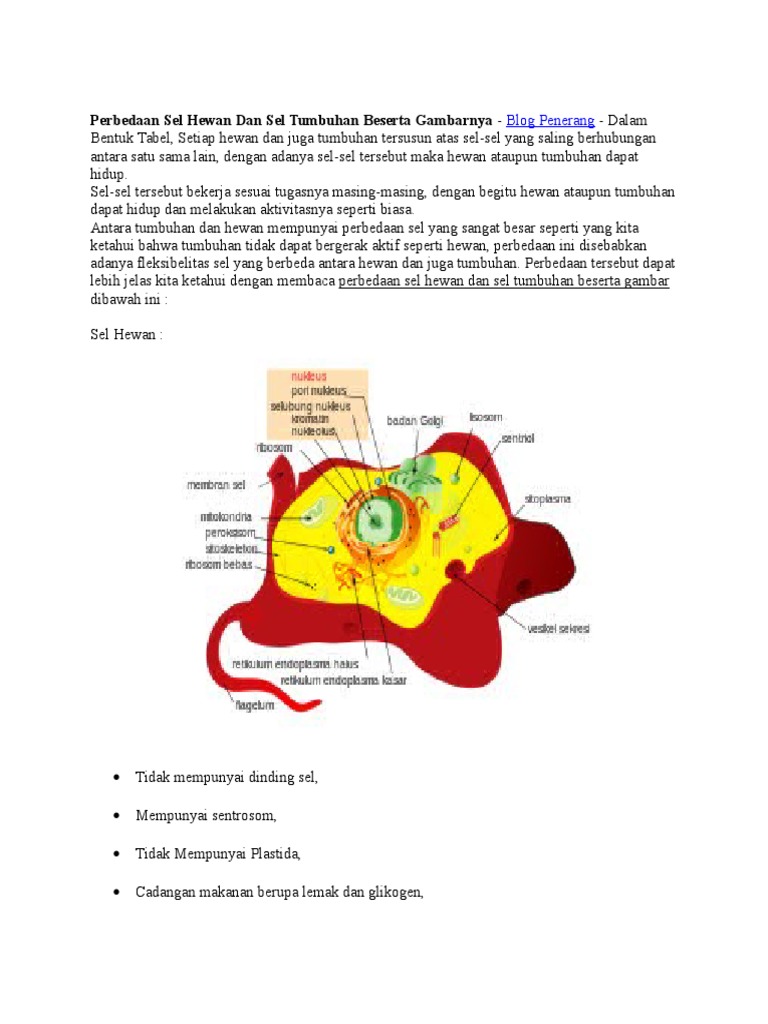 7400 Gambar Sel Hewan Dan Tumbuhan Beserta Perbedaanya HD Terbaik