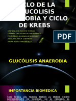 Ciclo de Krebs Vilo