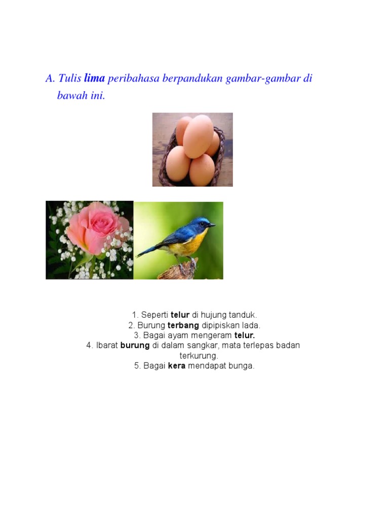 78 Gambar Ayam Mengeram Paling Hist Gambar Pixabay