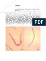 268682508 Patogenesis Cutaneus Larva Migran