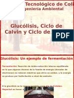 glucolisisciclosdecalvinykrebs 120430182748 Phpapp02