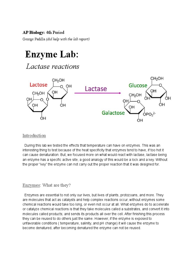 Enzyme Lab AP BIO PDF Enzyme Denaturation (Biochemistry)